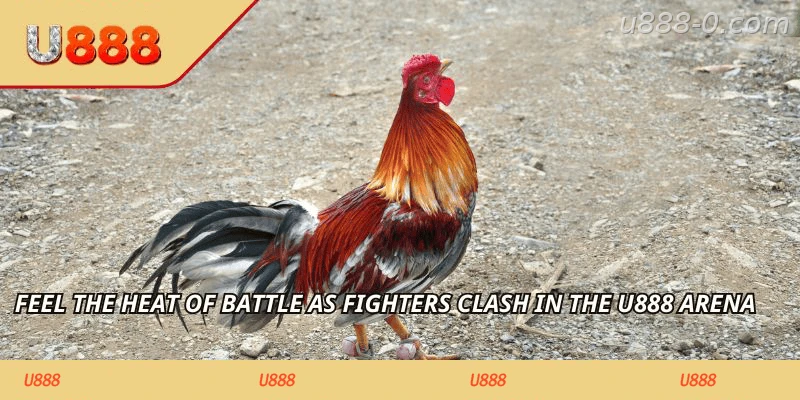 Feel the heat of battle as fighters clash in the U888 arena