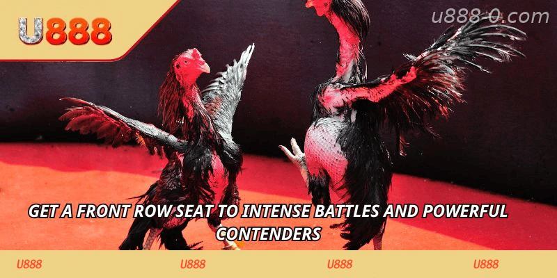 Get a front row seat to intense battles and powerful contenders