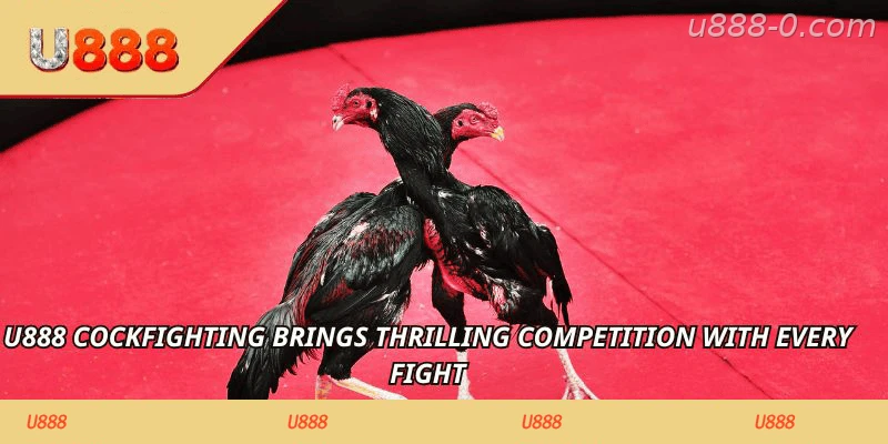 U888 Cockfighting brings thrilling competition with every fight