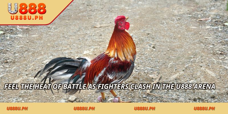 Feel the heat of battle as fighters clash in the U888 Philippines – for a sharper player journey arena