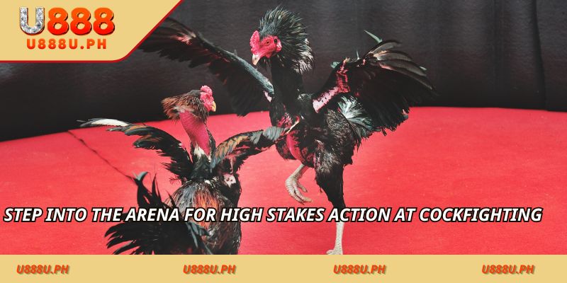 Step into the arena for high stakes action at Cockfighting – PH Market Highlights