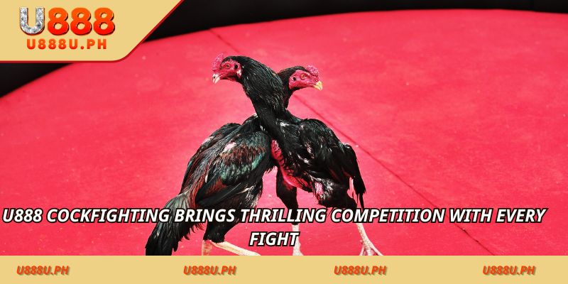 U888 Philippines – for a sharper player journey Cockfighting – PH Market Highlights for a Better Gaming Experience brings thrilling competition with every fight